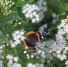 Ageratina havanensis  - White Mistflower